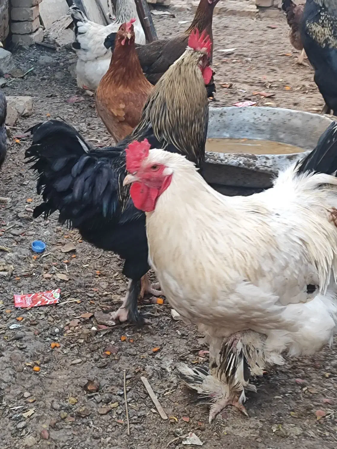 خروس|حیوانات مزرعه|زارچ, |دیوار