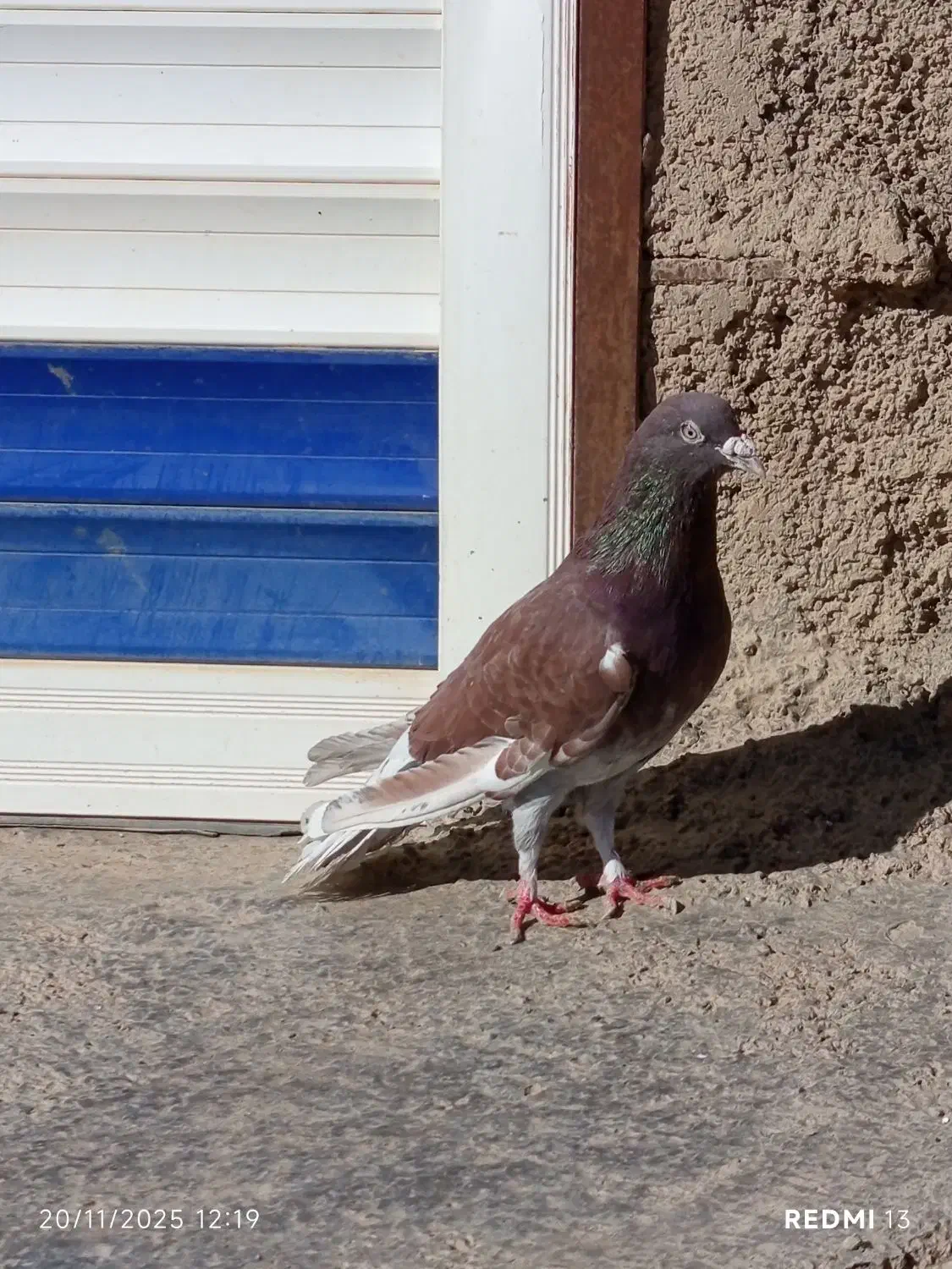 کبوتر نام|پرنده|دهگلان, |دیوار