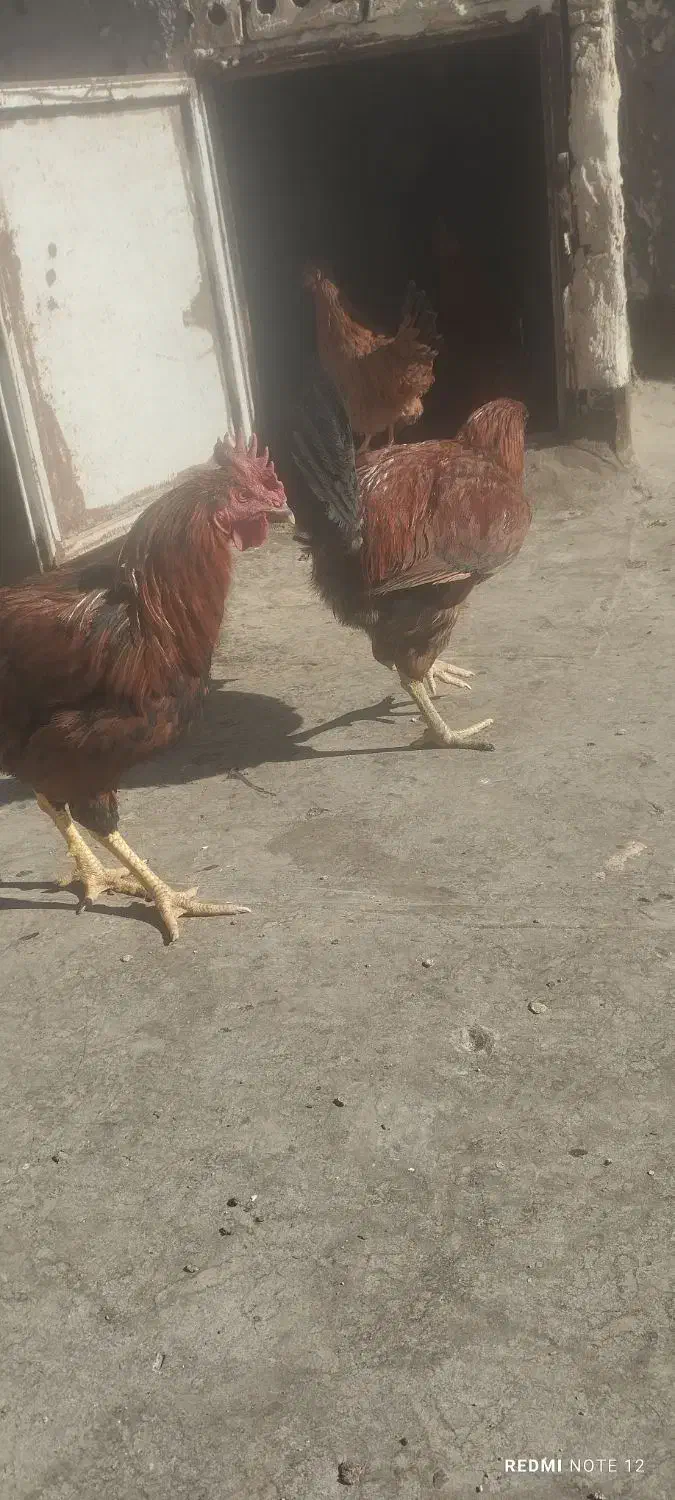 ۳ خروس و یک مرغ|حیوانات مزرعه|تربتحیدریه, منظر|دیوار