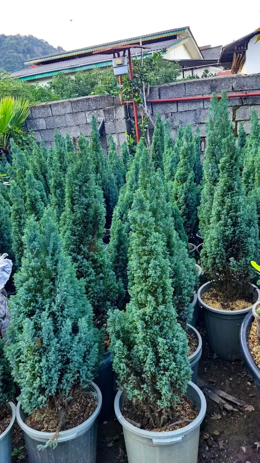 گل و گیاه لوکس|خدمات باغبانی و درختکاری|چابکسر, |دیوار