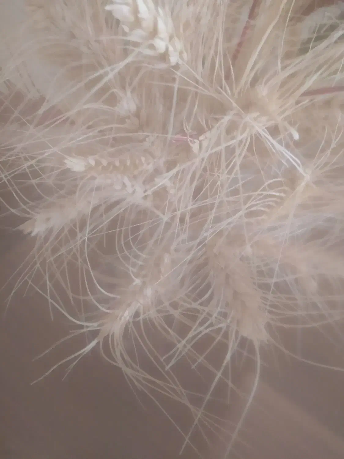 گندم دیم|عمدهفروشی|بهمن صغاد, |دیوار