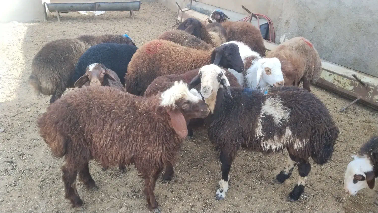 بره نر|حیوانات مزرعه|رضویه, |دیوار