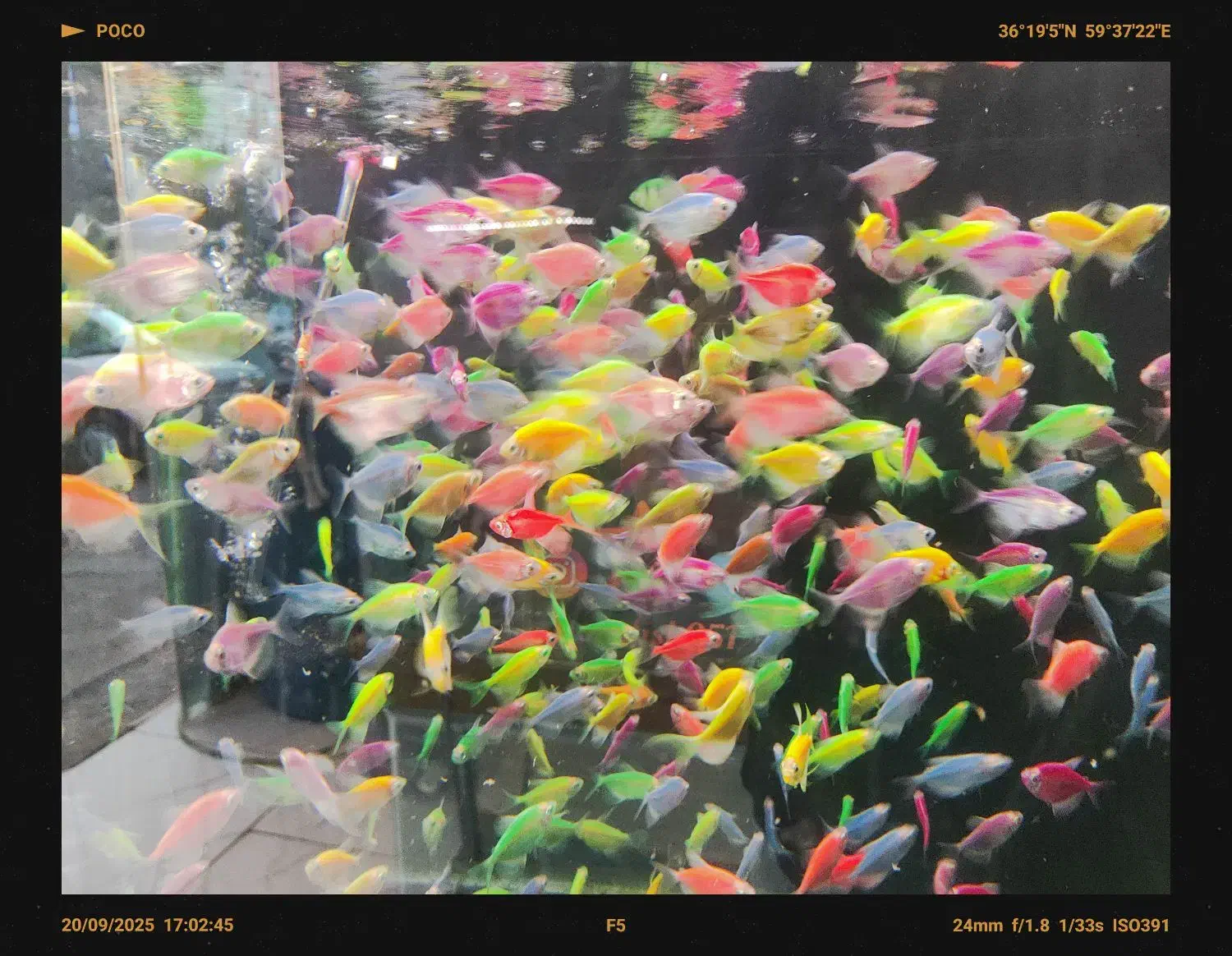 فروش ویژه آذر ماه آغازشد کالر + گلوفیش+ماهی رنگی|ماهی|مشهد, فاطمیه|دیوار