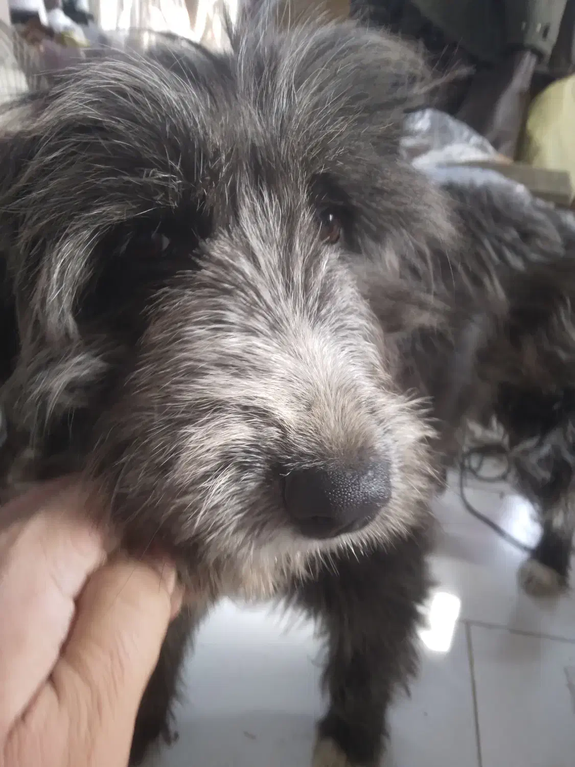 واگذاری تریر دست پا بلند|سگ|اصفهان, شهرک کاوه|دیوار