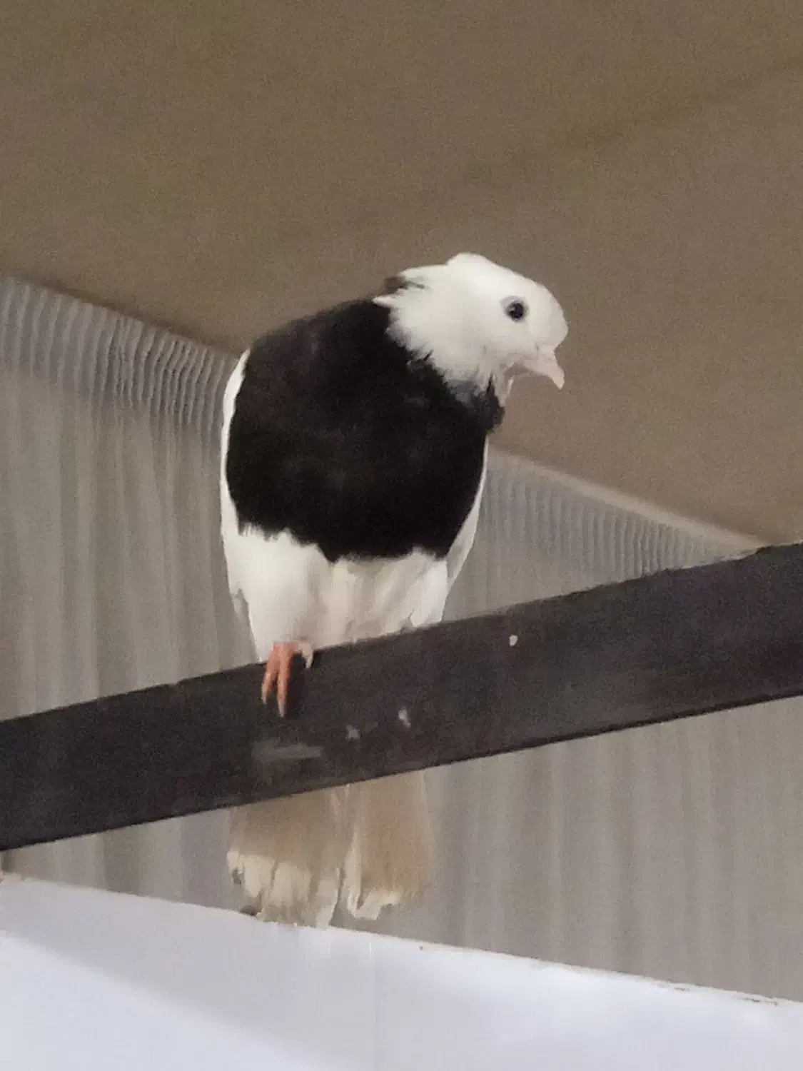 کفتر زیبا فروش فوری|پرنده|تهران, ابوذر|دیوار