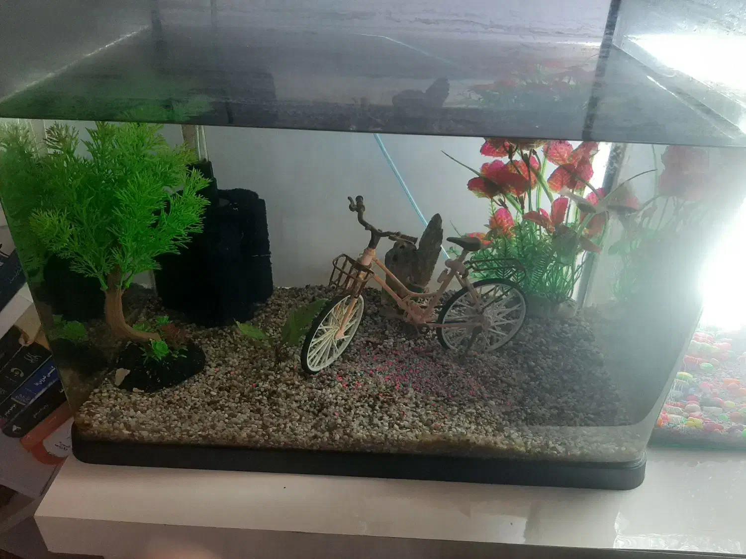 آکواریوم سالم و ارزان فروشی|ماهی|کتالم و سادات شهر, |دیوار