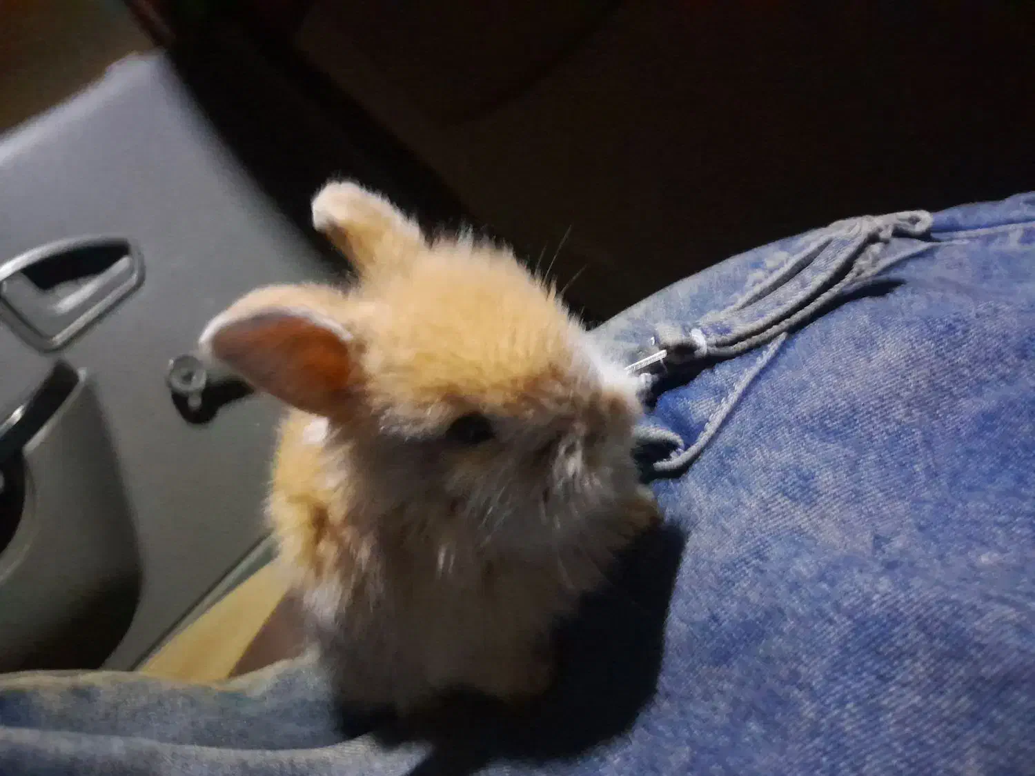 خرگوش لوپ یک ماهه|موش و خرگوش|اندیشه, شهرک مریم|دیوار