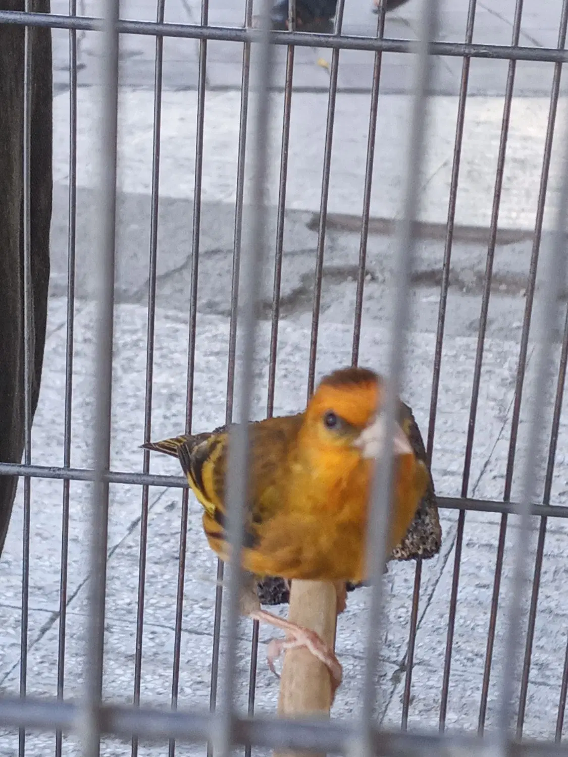سهره قناری مست|پرنده|کرمانشاه, |دیوار