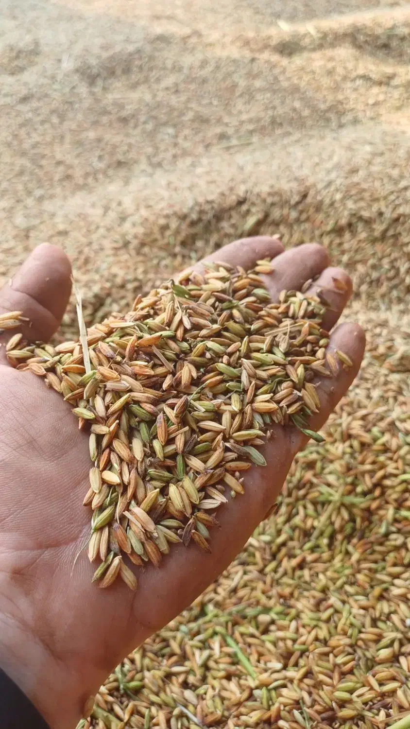 چلتوک شلب|خوردنی و آشامیدنی|شوشتر, |دیوار