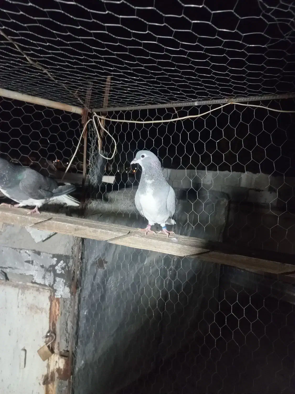 فروش ماده بدرنگ سبز و شهری سیاه نر|پرنده|کازرون, |دیوار