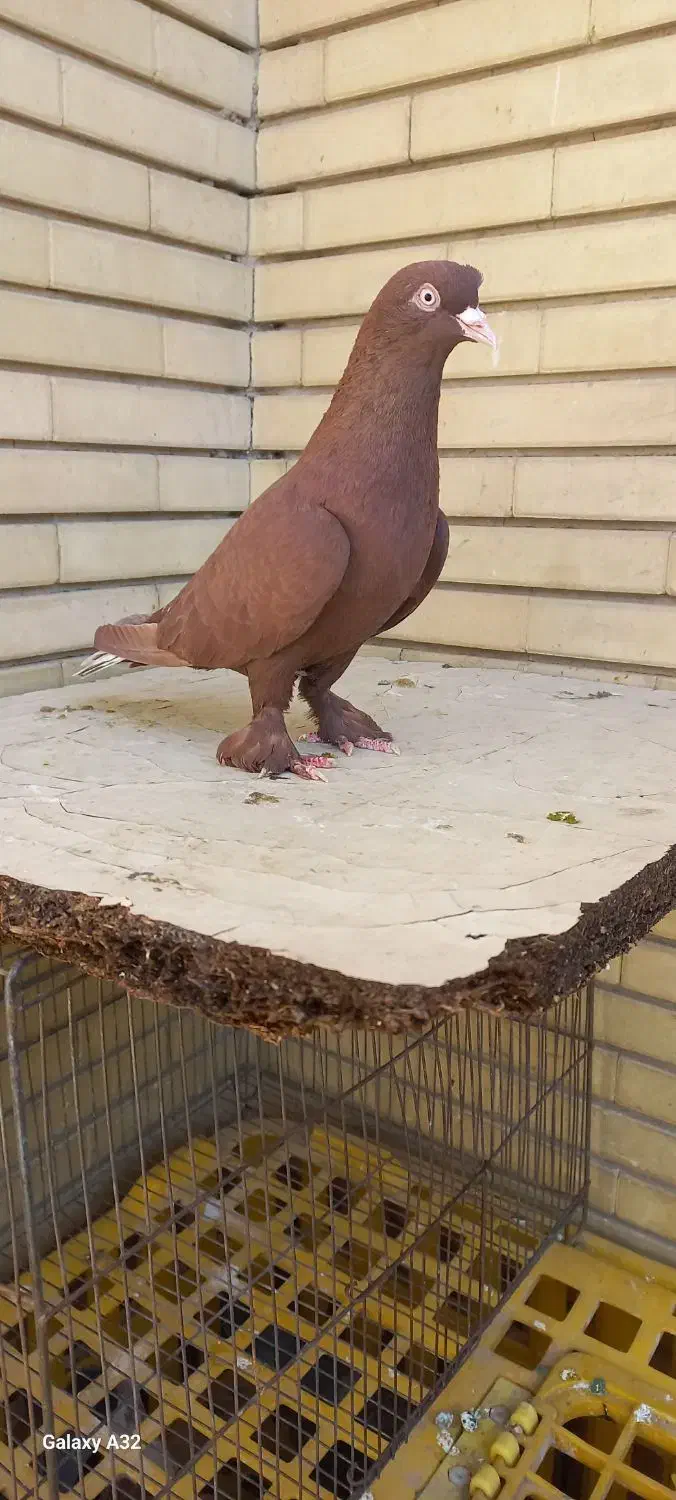 کفتر|پرنده|شیراز, شیشه‌گری|دیوار