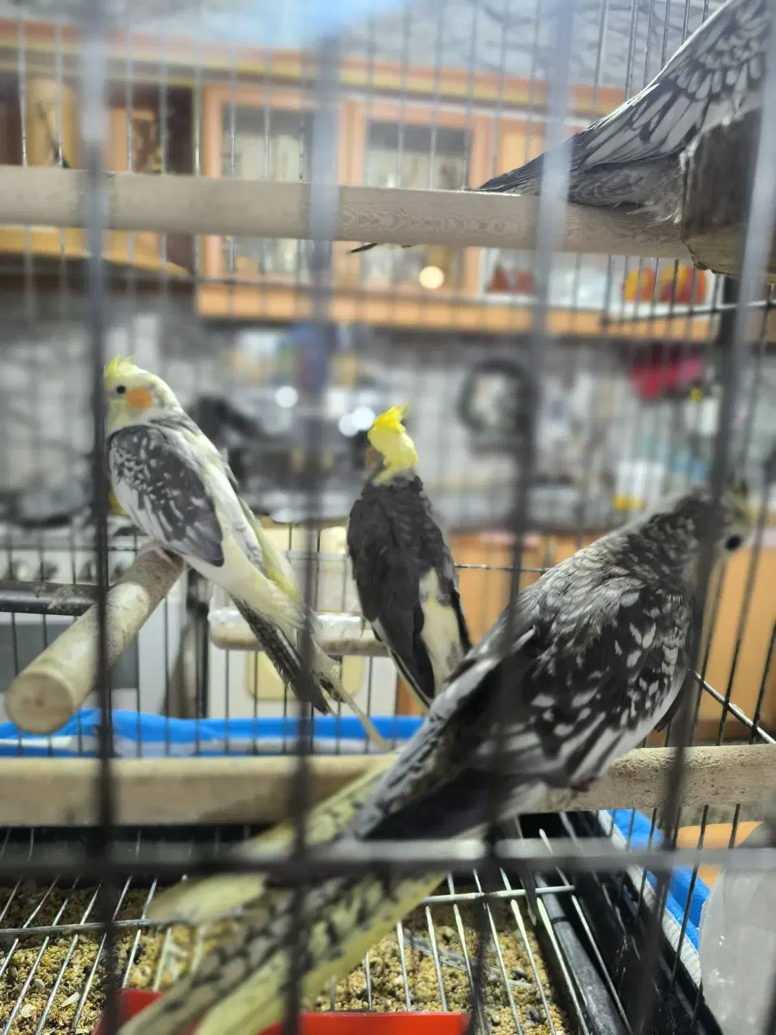 عروس هلندی|پرنده|اصفهان, محمودیه|دیوار