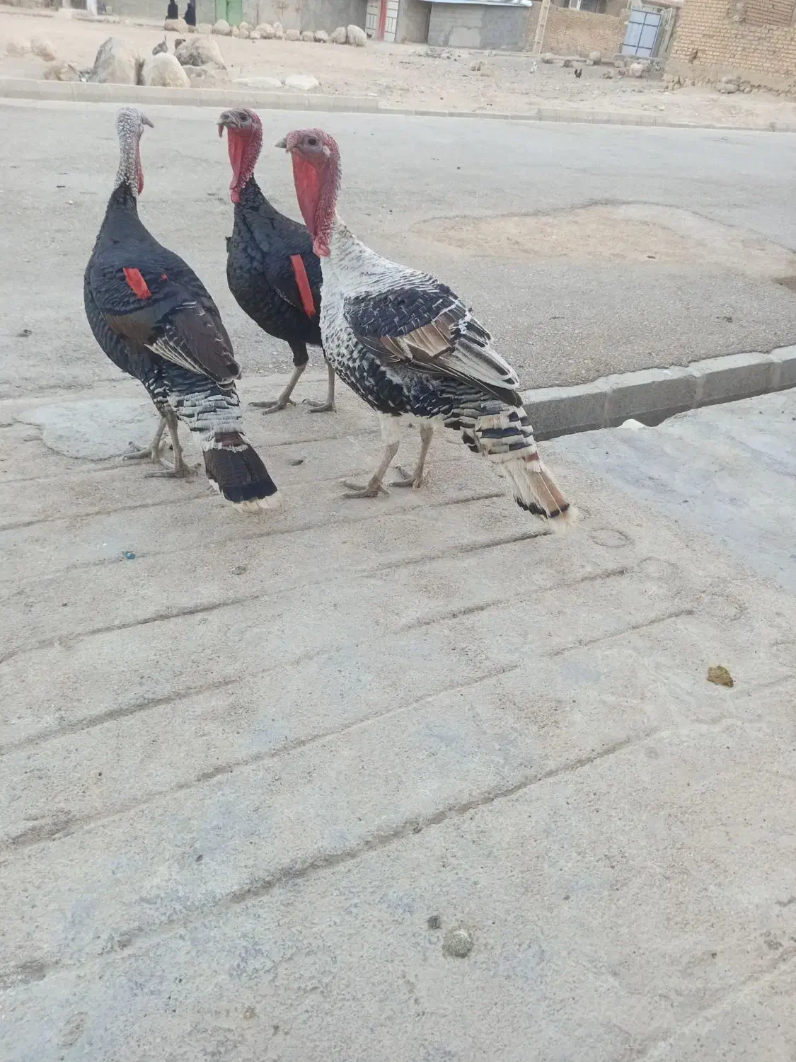 سه عدد بوقلمون نر به فروش میرسد دونه ای دو ‌پانصد|حیوانات مزرعه|ایذه, |دیوار