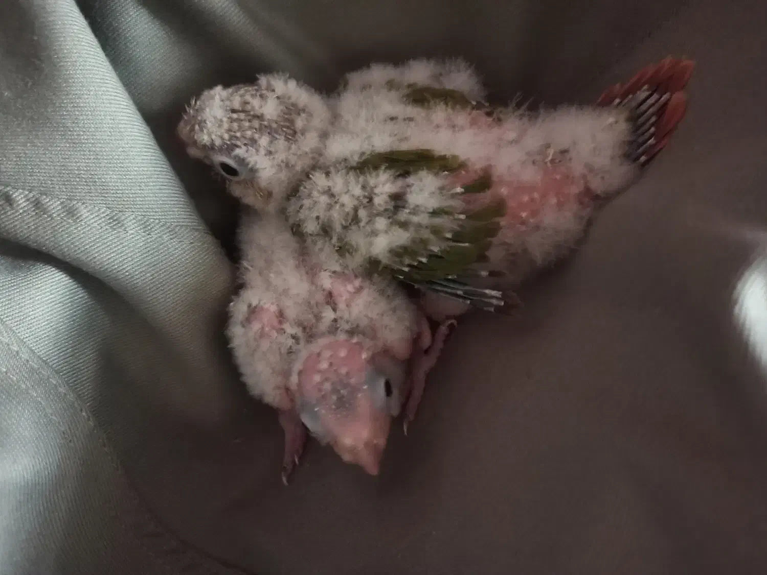 جوجه گرینچیک|پرنده|ایلام, |دیوار