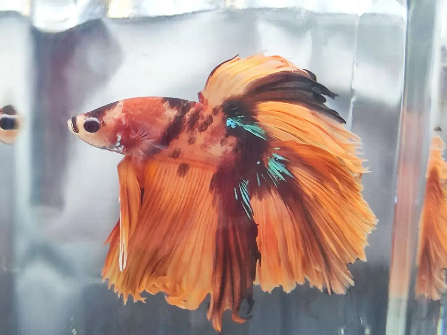 فایر ماهی هافمون کندی|ماهی|شیراز, عفیفآباد|دیوار