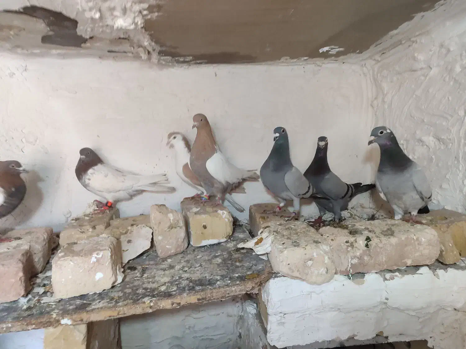 درهم|پرنده|خواف, |دیوار