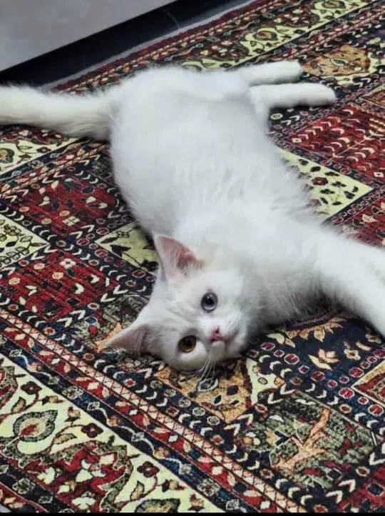 گربه خانگی|گربه|اهواز, پادادشهر|دیوار