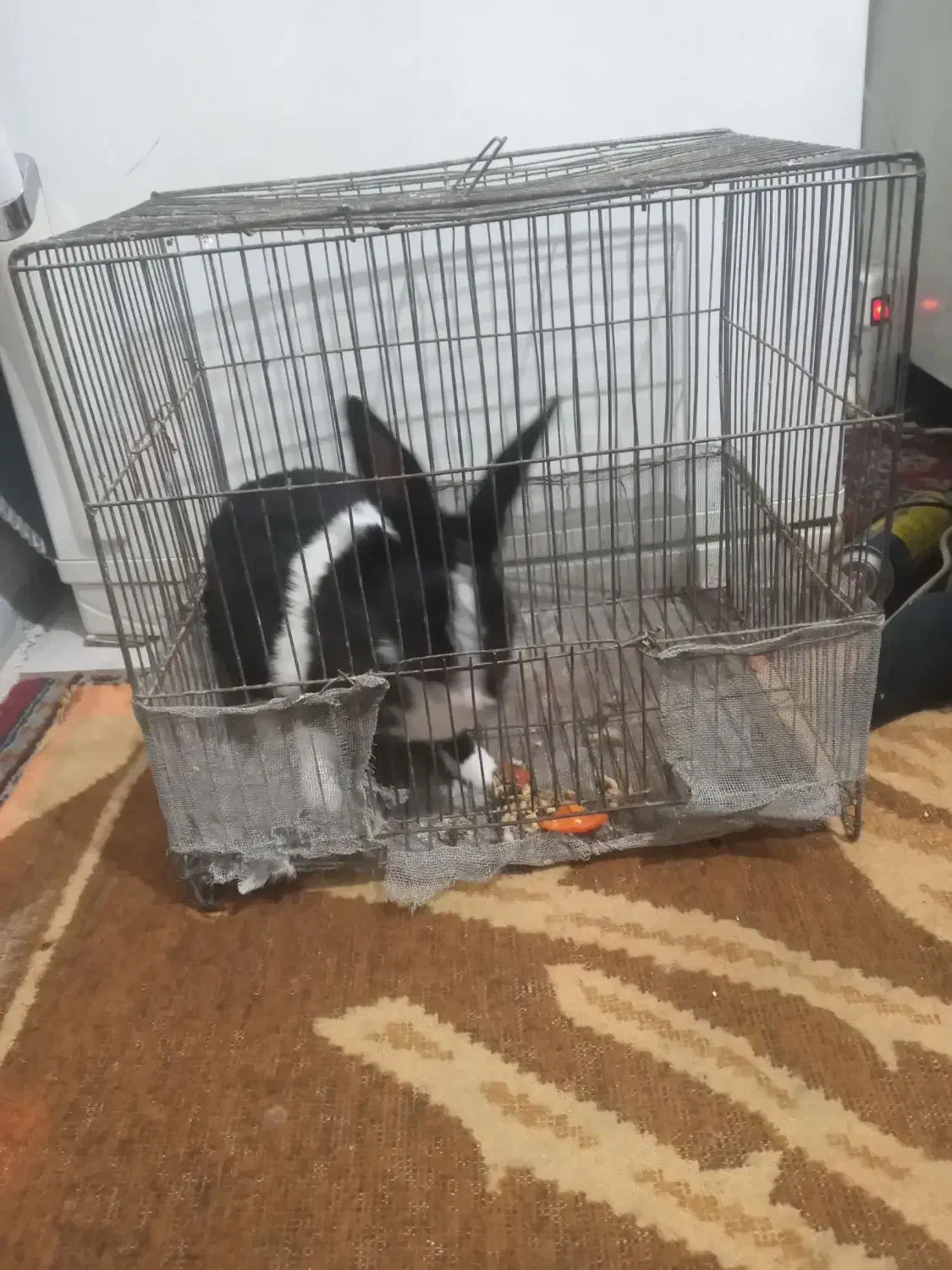 فروش خرگوش..|موش و خرگوش|شاهرود, |دیوار