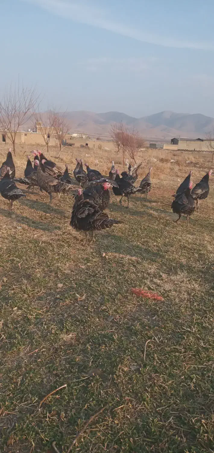 بوقیمون|حیوانات مزرعه|صحنه, |دیوار