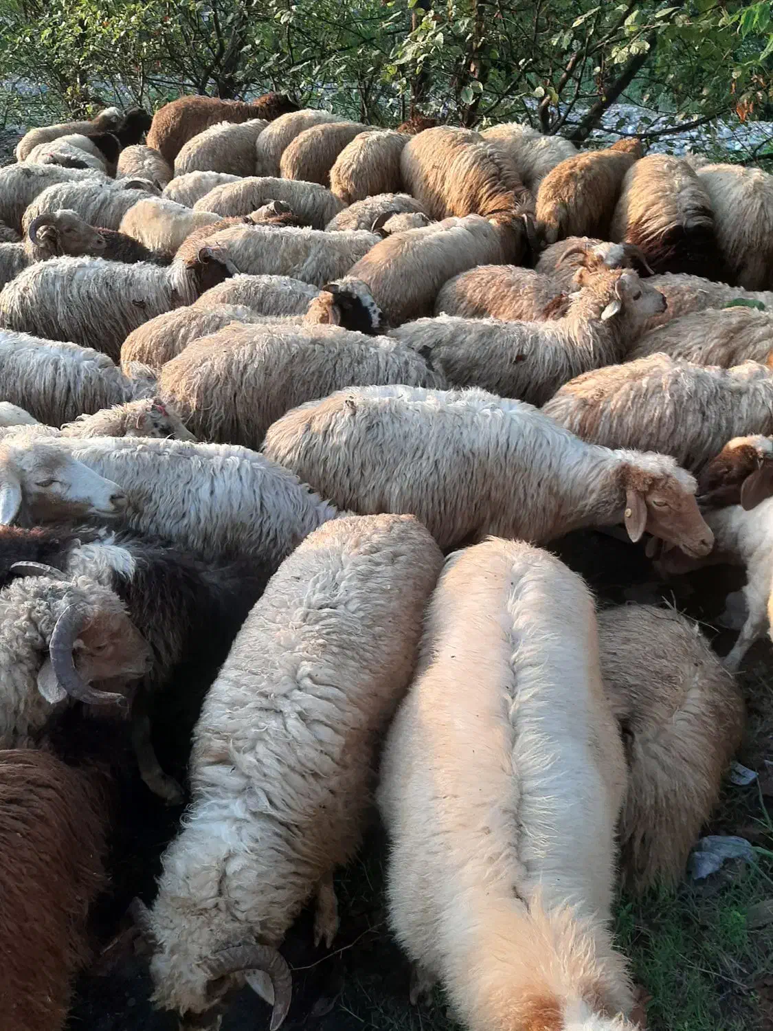 فروش بره نروماده|حیوانات مزرعه|شاندرمن, |دیوار