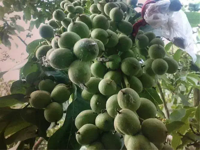 نهالستان پالیز دارای ارقام متنوع نهال دیرگل|خدمات باغبانی و درختکاری|صالح آباد, |دیوار