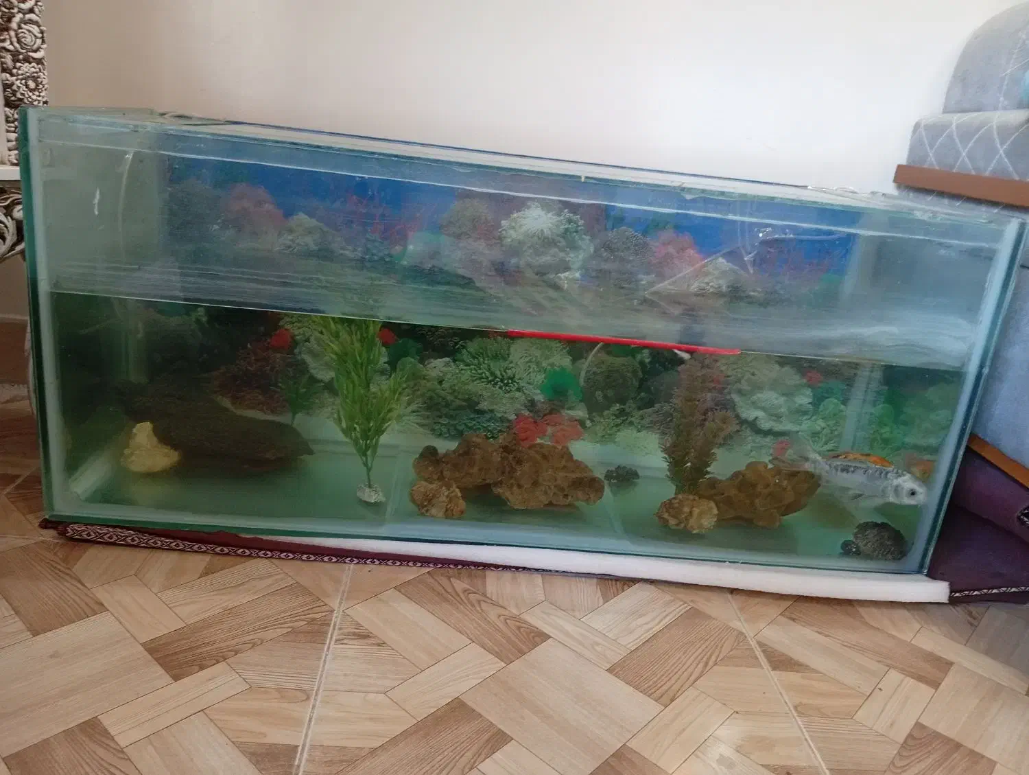 آکواریوم . ماهی . پمپ آب ماسه|ماهی|اصفهان, جلالیه|دیوار