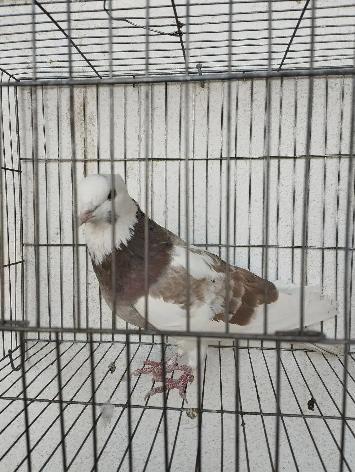 کبوتر|پرنده|فولادشهر, B1|دیوار