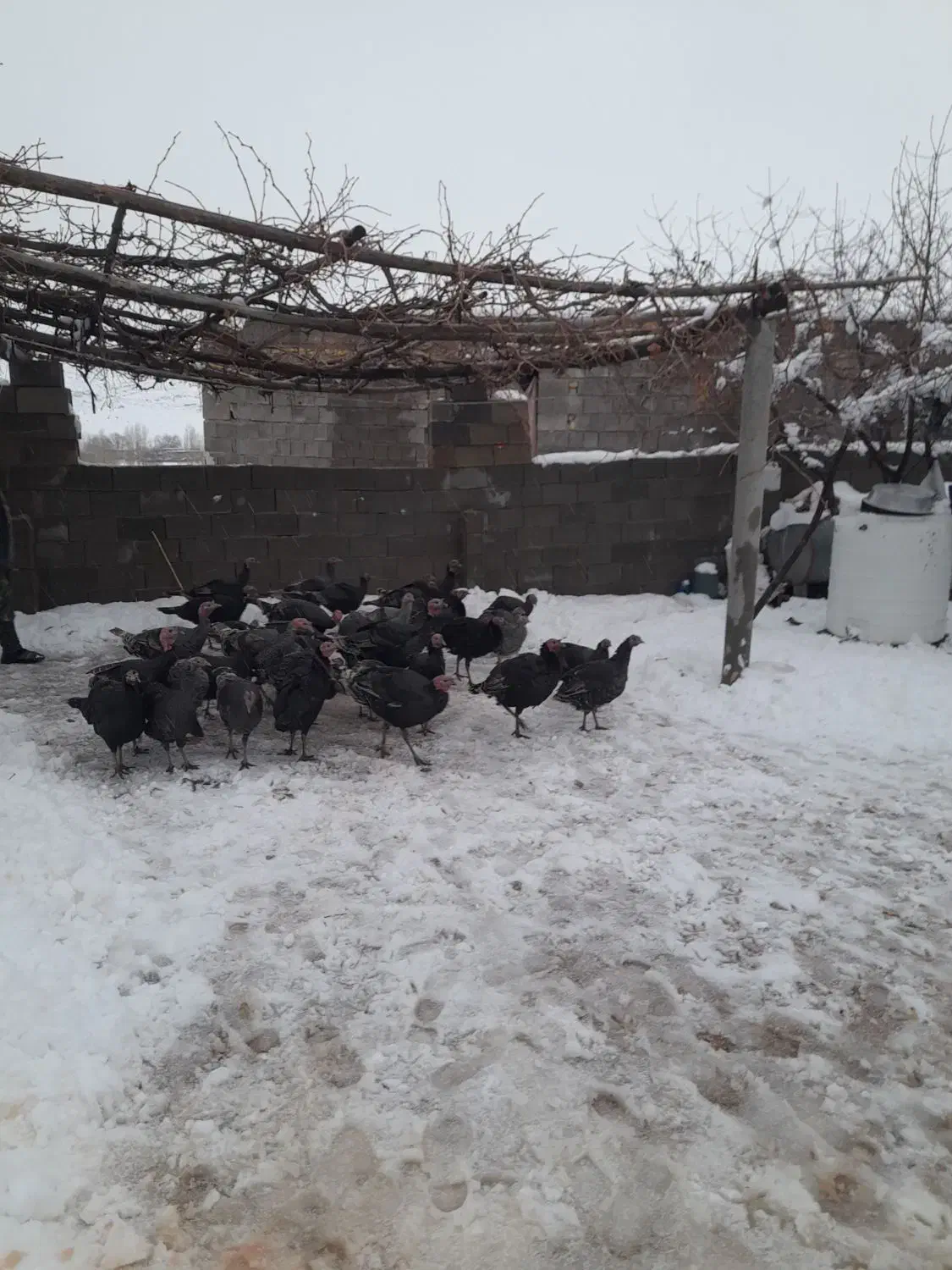 حیوانات خانگی|حیوانات مزرعه|یاسوج, |دیوار