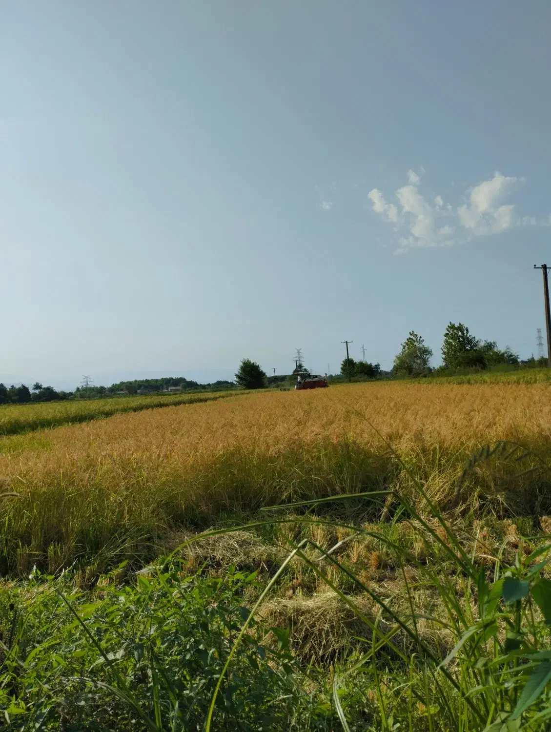 برنج|خوردنی و آشامیدنی|رشت, شهرک شهید مفتح|دیوار