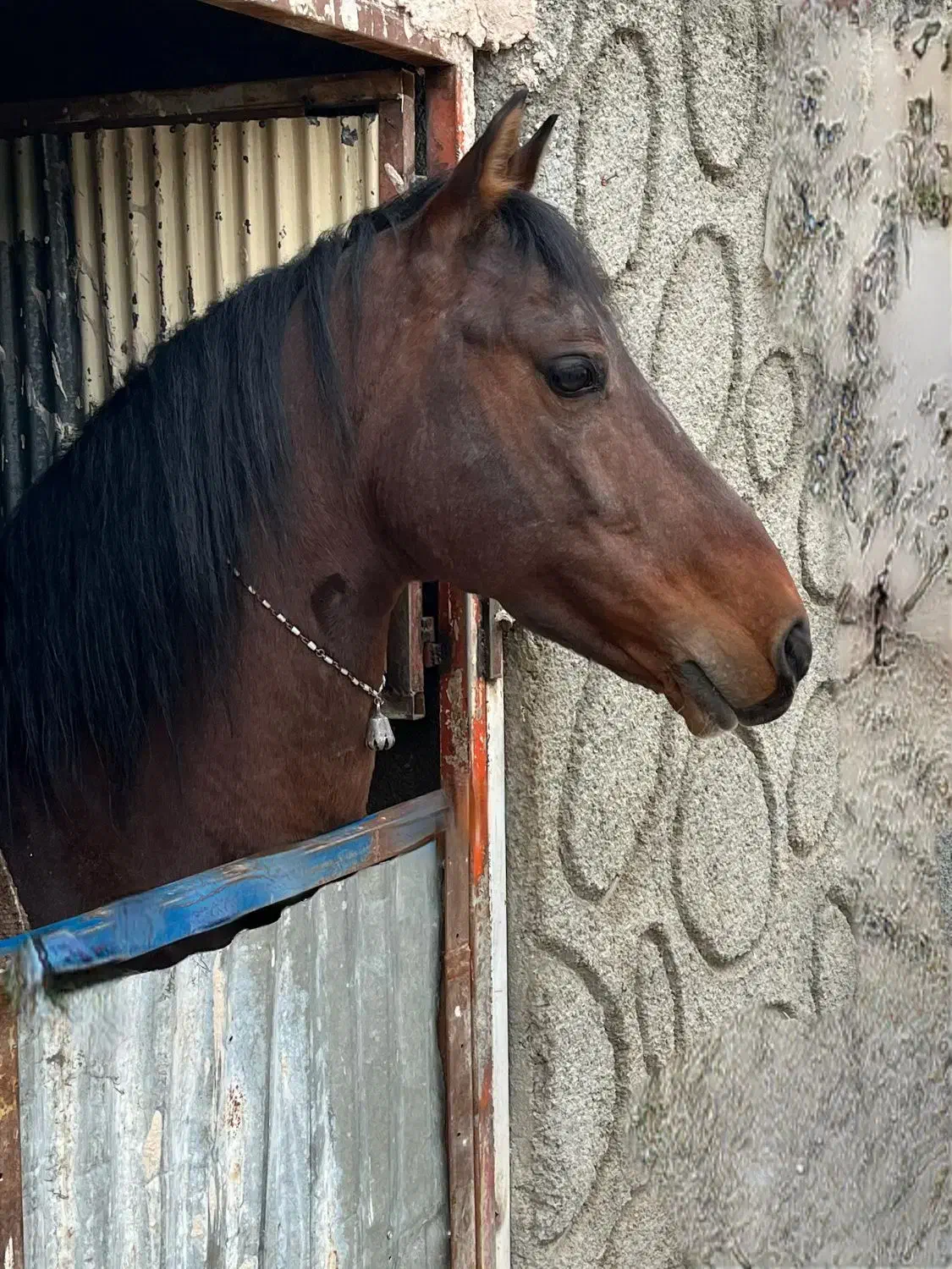 اسب کرد|اسب و تجهیزات اسب‌سواری|تهران, منیریه|دیوار