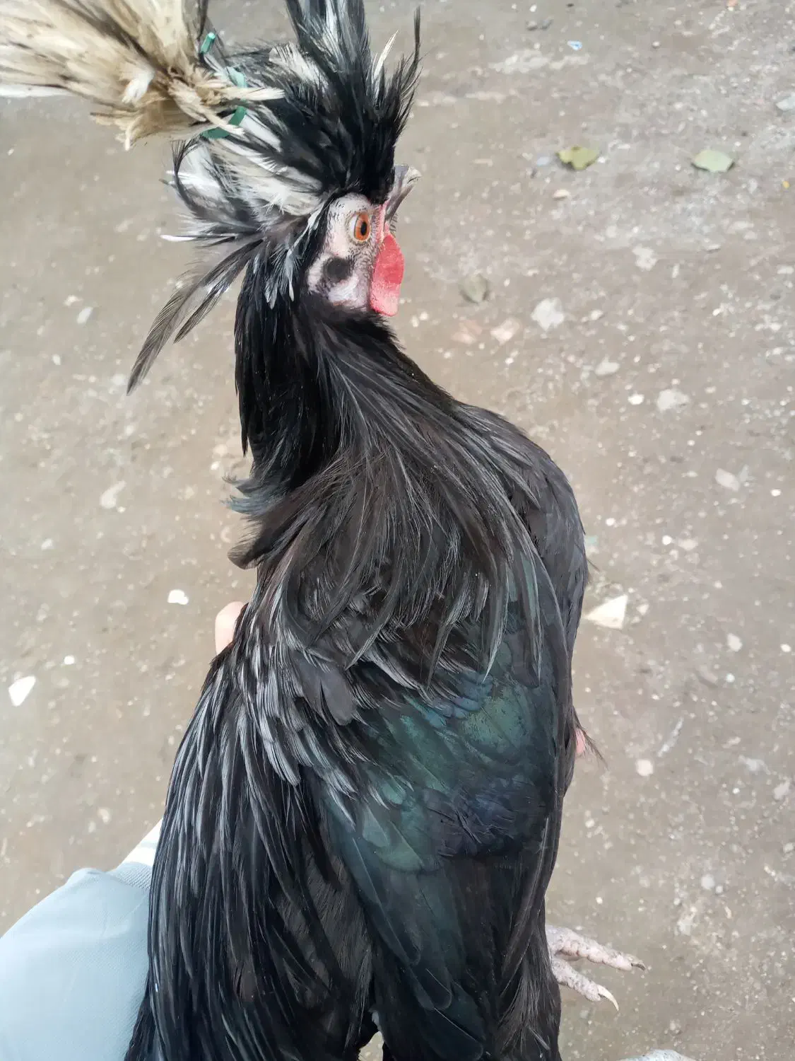 خروس لهستانی|حیوانات مزرعه|حویق, |دیوار