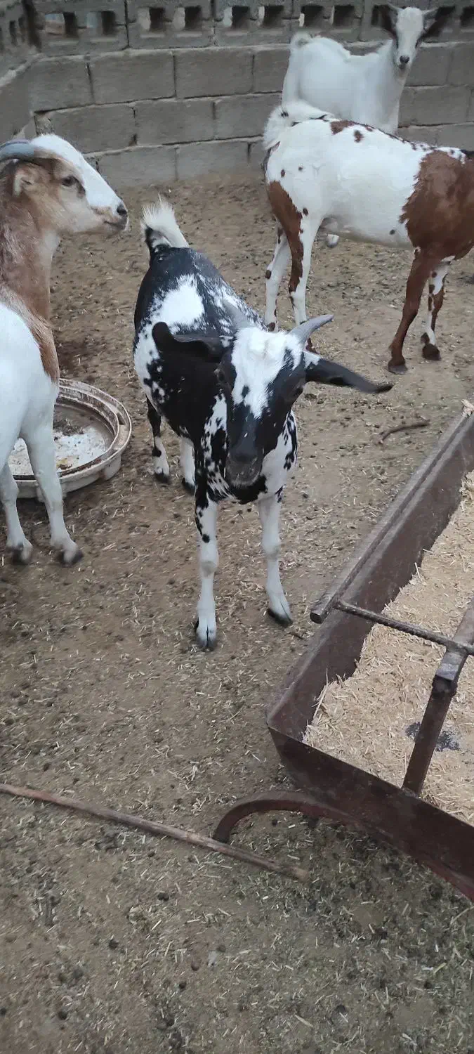 کهره گیسه داشتی آبستن|حیوانات مزرعه|خمیر, |دیوار