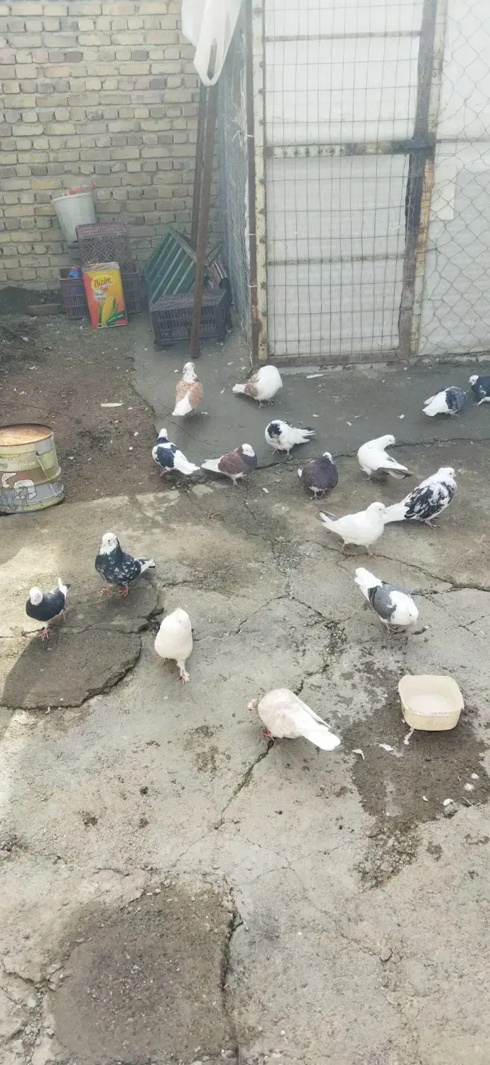 کبوتر|پرنده|نوشین شهر, |دیوار