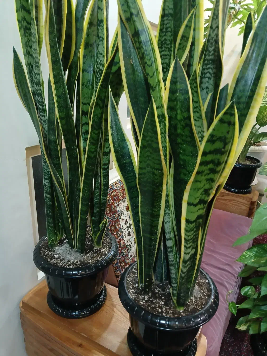 گلهای اپارتمانی سالم به قیمت|گل و گیاه طبیعی|تهران, دهقان|دیوار