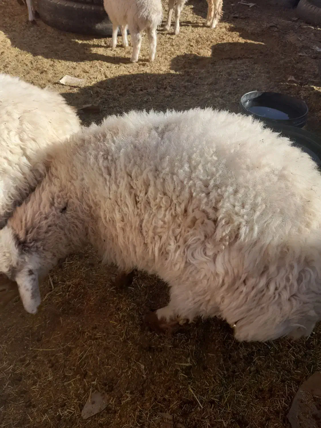 بره ماده قوچ خورده|حیوانات مزرعه|فردوس (خراسان), |دیوار