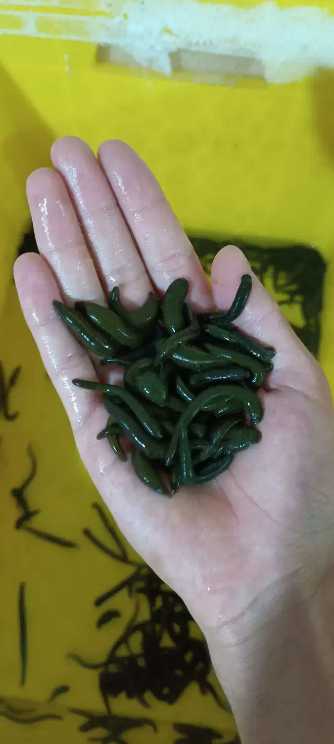 زالو طبی|آرایشی، بهداشتی، درمانی|تربت جام, میان جام|دیوار