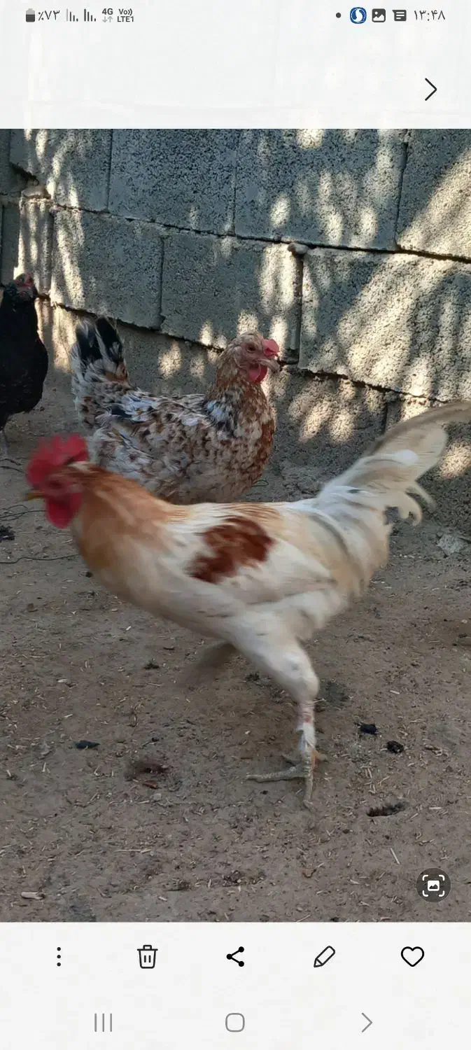 خروس فروشی|حیوانات مزرعه|کوه چنار, |دیوار