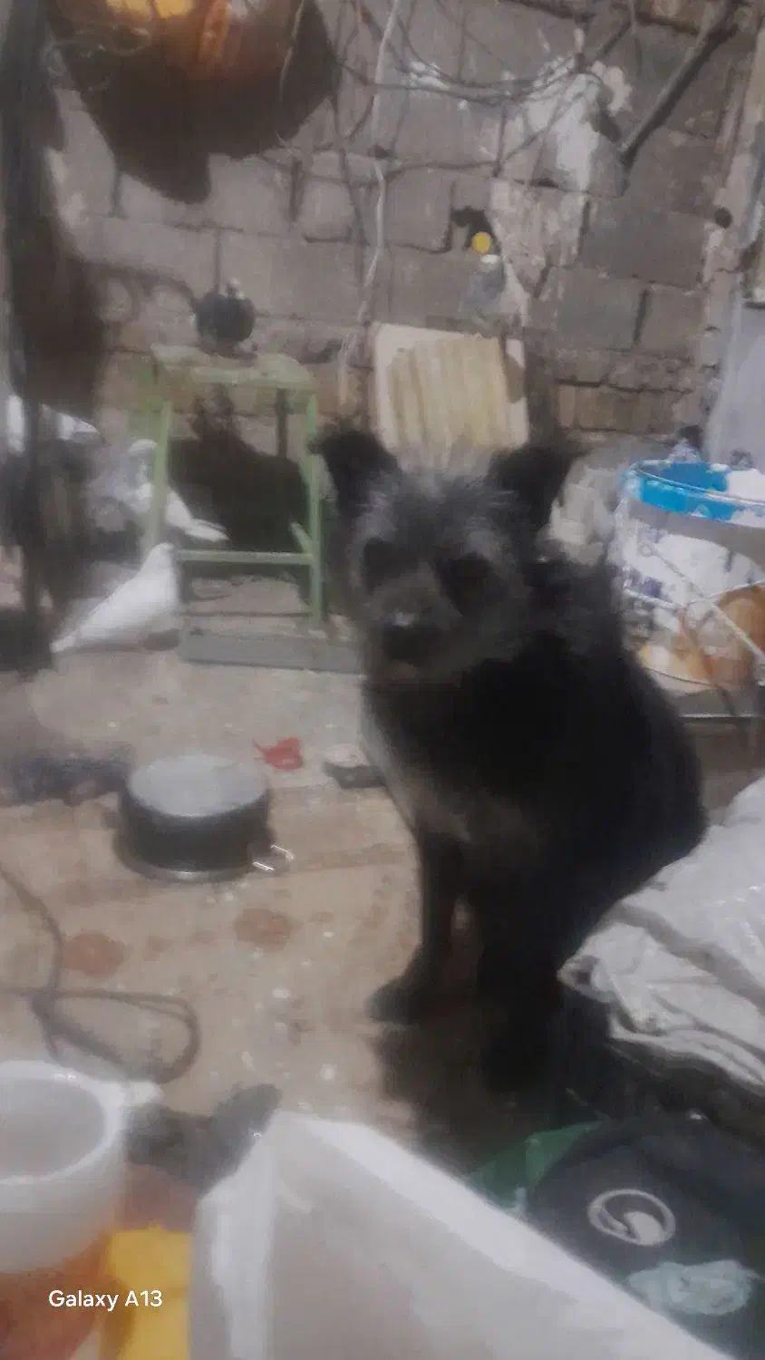 سگ گمشده|حیوانات|اراک, |دیوار