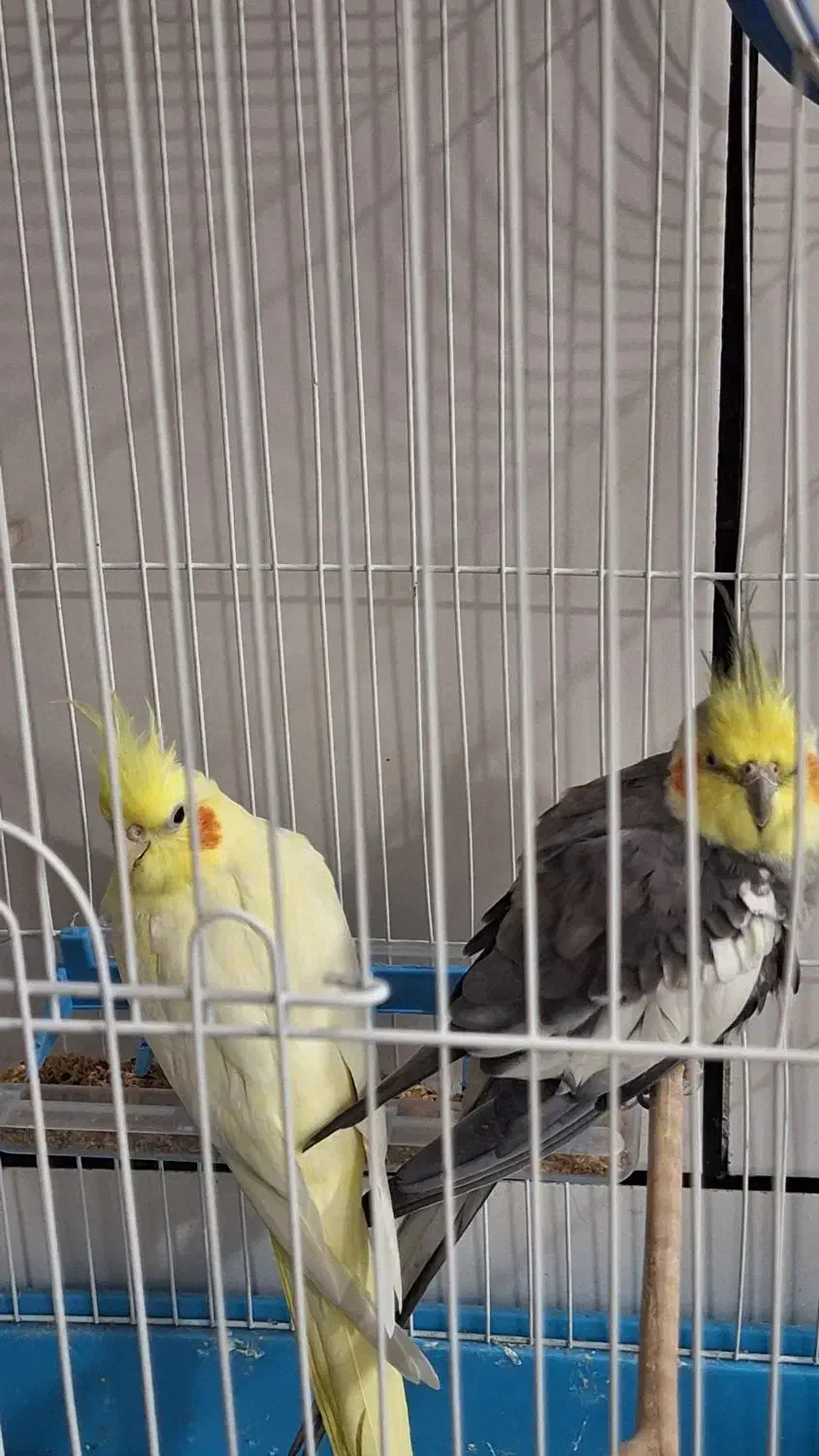 یک جفت عروس هلندی نرو ماده|پرنده|دزفول, |دیوار