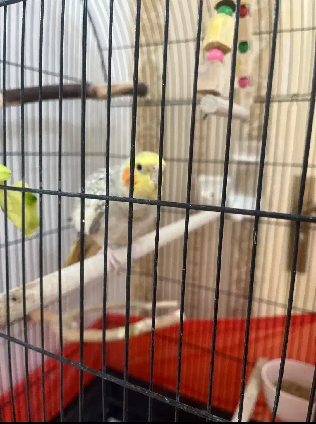 قفس و پرنده|پرنده|کرج, شهرک بنفشه|دیوار