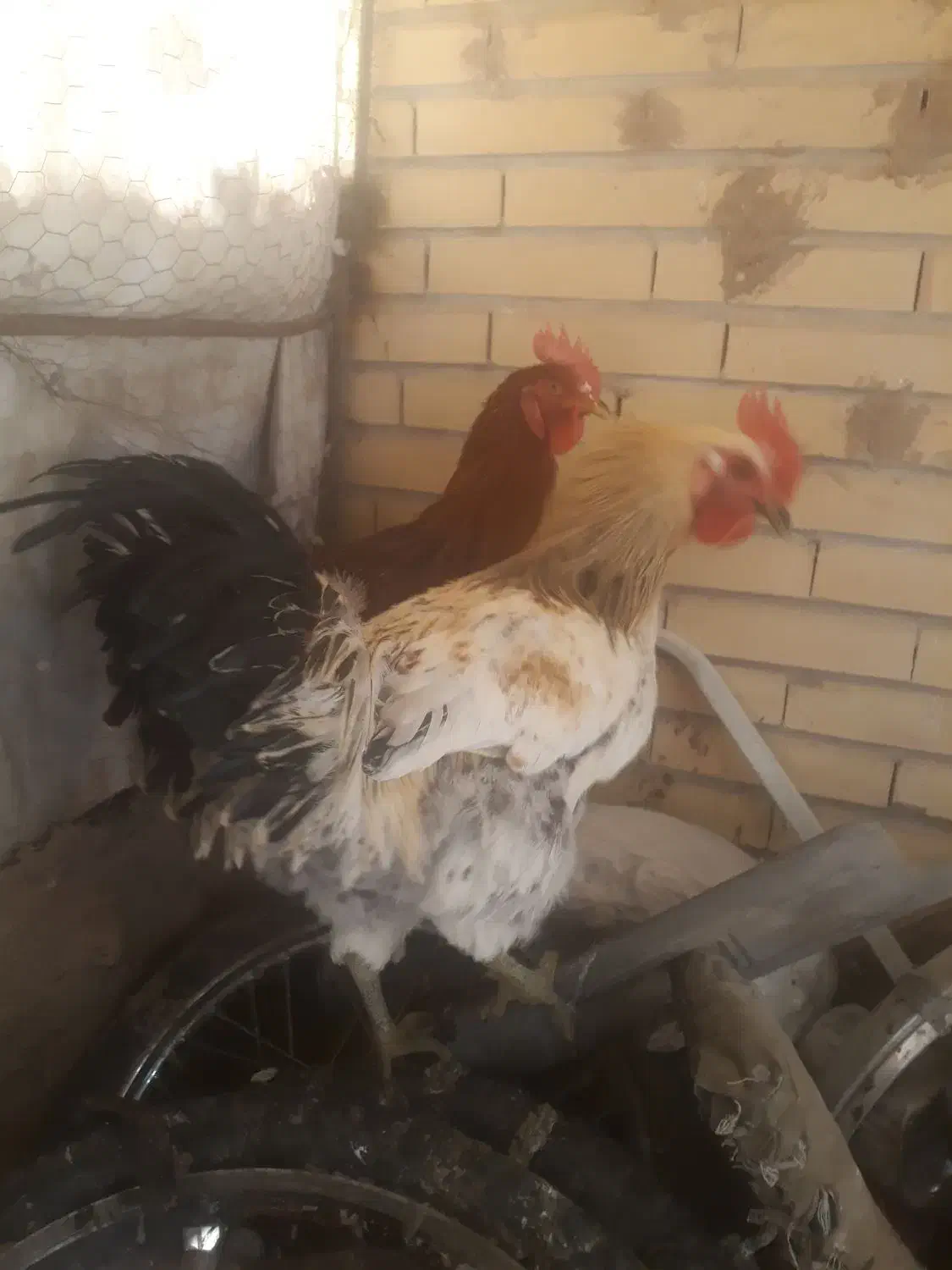 خروس دورگ جوان ۲ عدد|حیوانات مزرعه|سیرجان, |دیوار