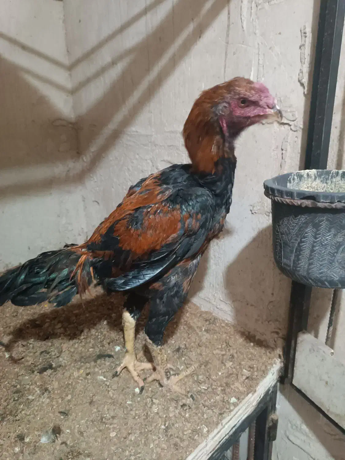 سه عدد جوجه لاری|حیوانات مزرعه|مرند, |دیوار