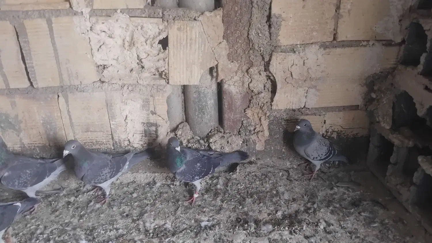 کفتر|پرنده|بومهن, |دیوار