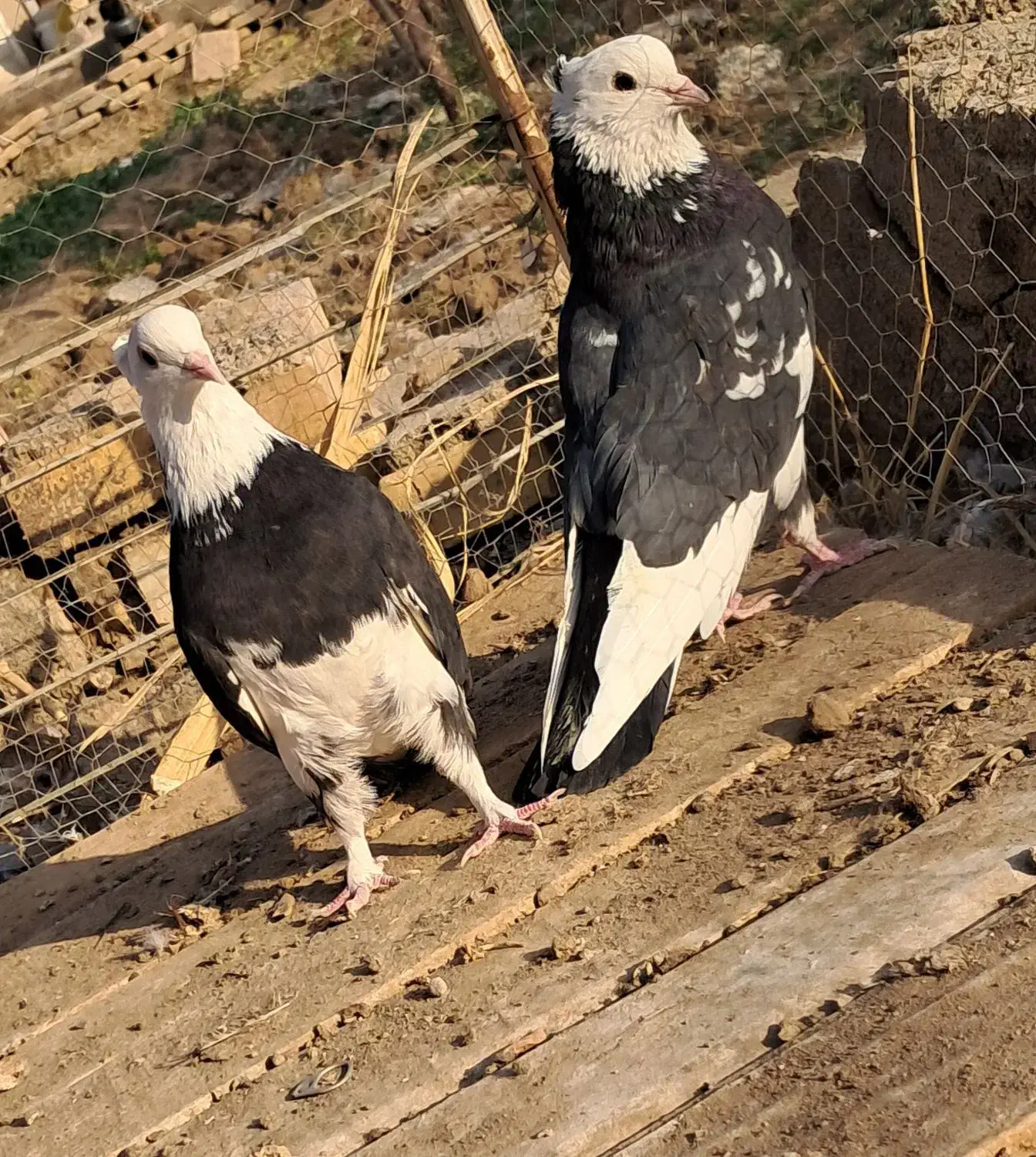 یک جفت نرماده ابلغ|پرنده|آران و بیدگل, |دیوار