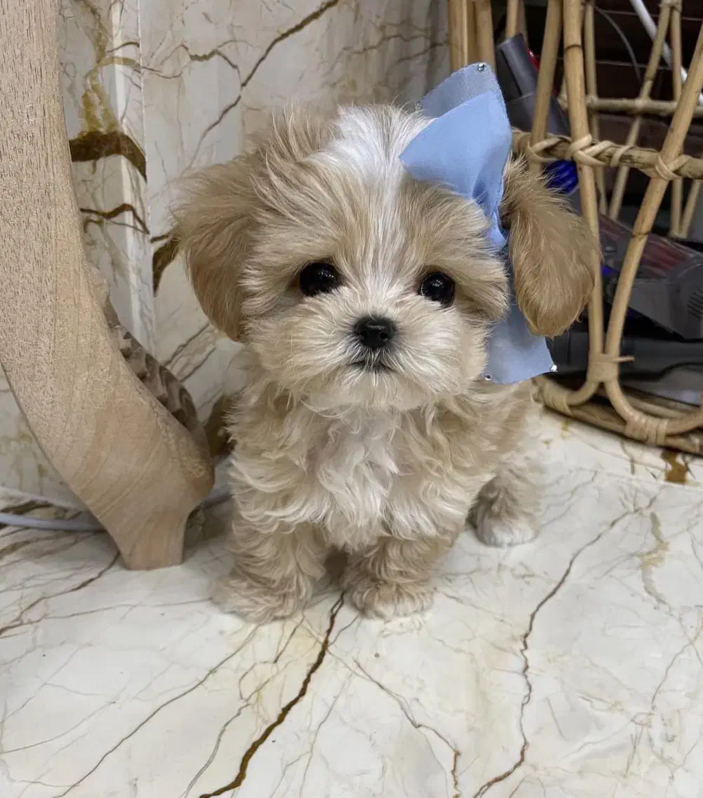 پودل فرفری|سگ|اهواز, ۲۰۰۰واحدی|دیوار