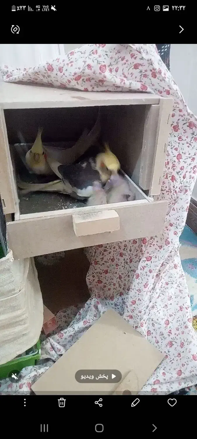 عروس‌ هلندی مولد|پرنده|شهریار, شهریار|دیوار