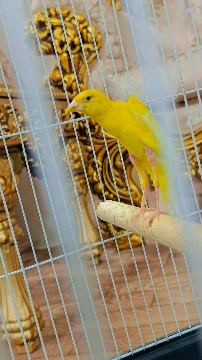 جوجه قناری نر جیبر|پرنده|قرچک, زیبا شهر|دیوار