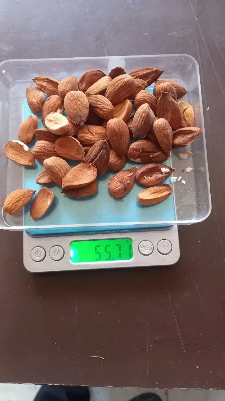 انواع بادام سنگی و مغز بادام ایرانی|عمده‌فروشی|قم, ارم|دیوار