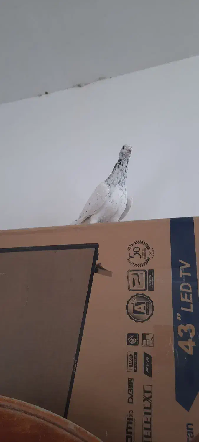 کفتر فروشی|پرنده|دماوند, گیلاوند|دیوار