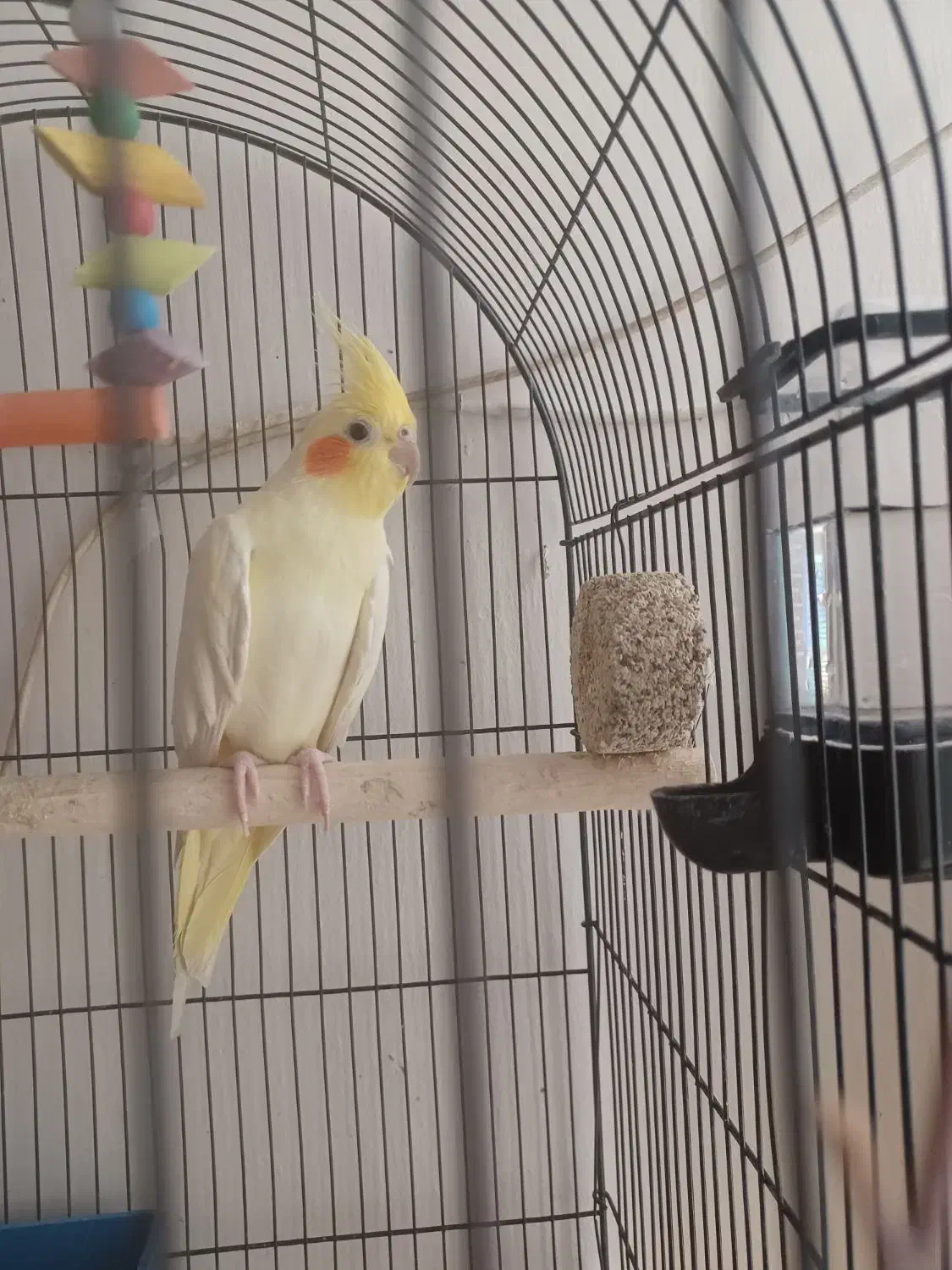 قفس بزرگ|لوازم جانبی حیوانات|مشهد, شهید بهشتی|دیوار